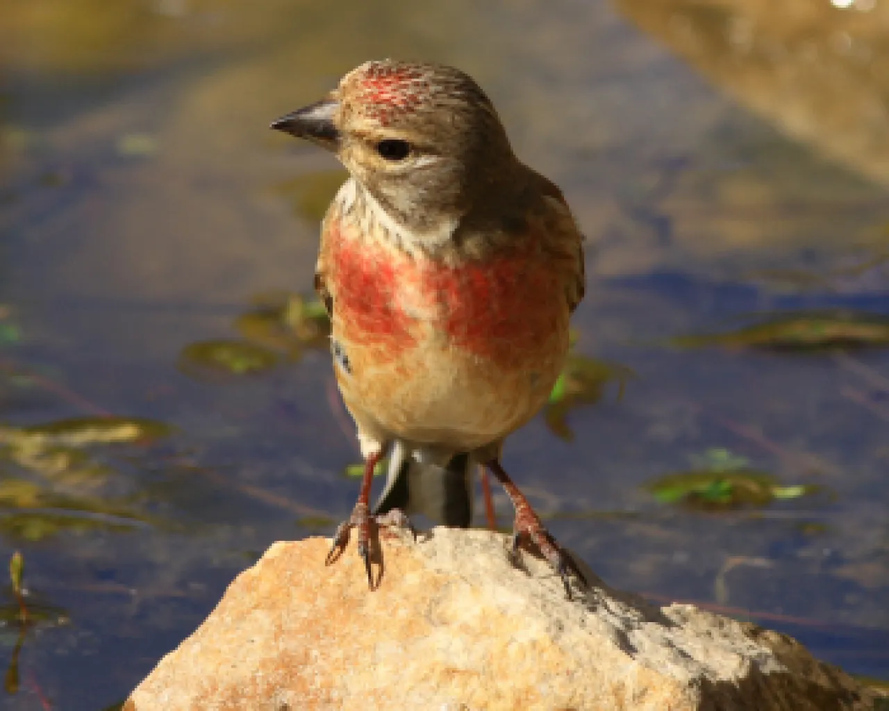 Linotte melodieuse